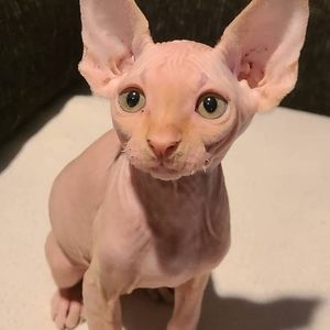 Meet your Posher, Annie